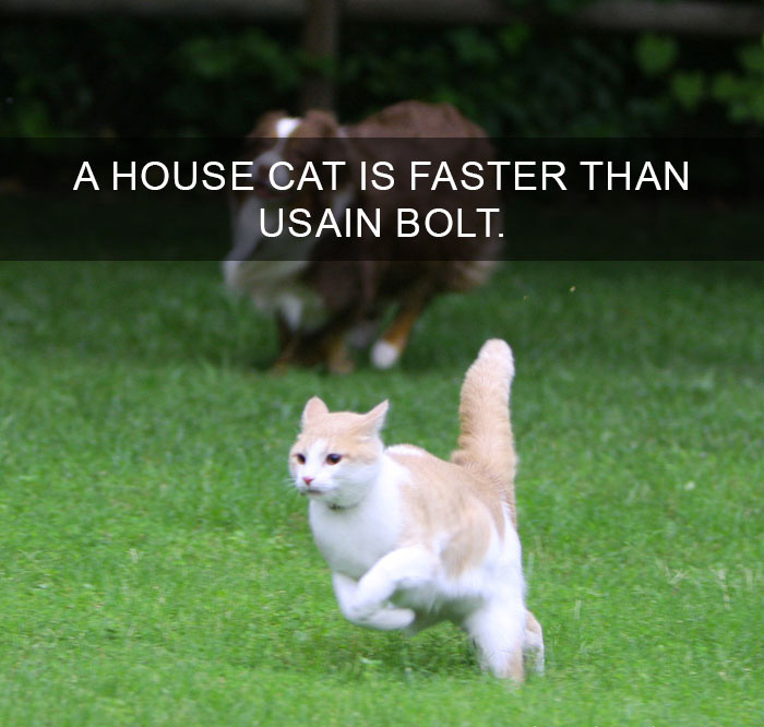 Cat-Facts-36