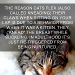 Cat-Facts-37