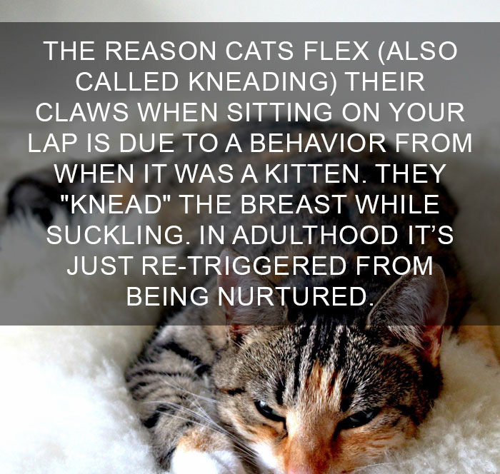 Cat-Facts-37