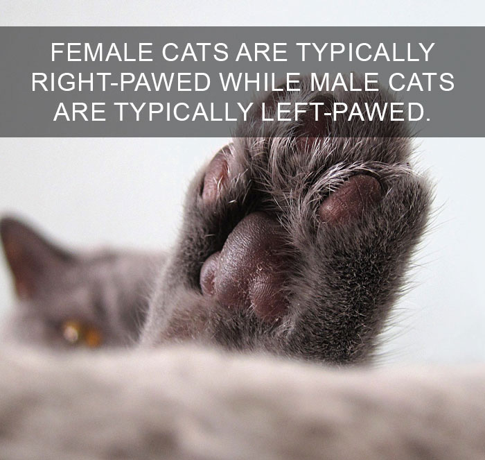 Cat-Facts-38