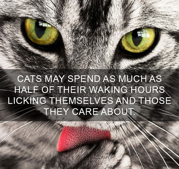 Cat-Facts-39