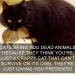 Cat-Facts-5