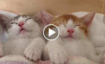 Adorable Kitten Twins Love To Sleep Side By Side