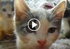 The Most Unique Litter at The Cat House on the Kings