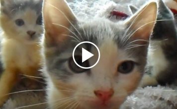 The Most Unique Litter at The Cat House on the Kings