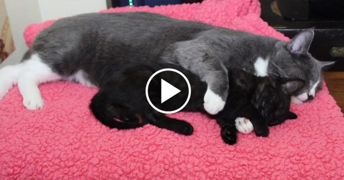 Featured-Caring-Cats-FB