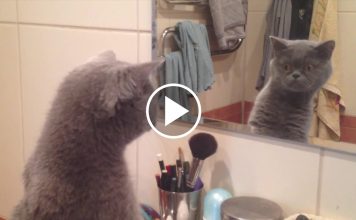 Cat Admires Himself in the Mirror