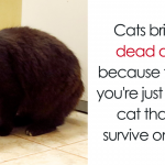 Featured-Cat-Facts-FB