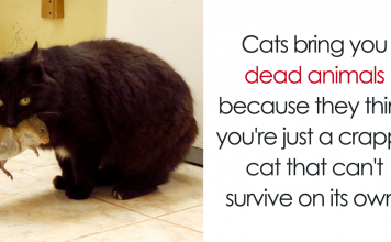 10+ Amazing Cat Facts That You Probably Didn’t Know