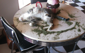 15+ Times Cats Found Catnip, And Well…See For Yourself