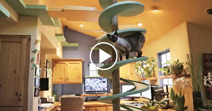 Featured-Cat-Playland-FB