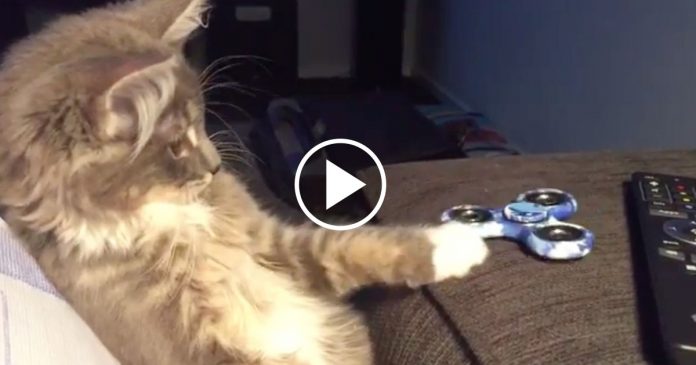 Featured-Cat-Spinner-FB