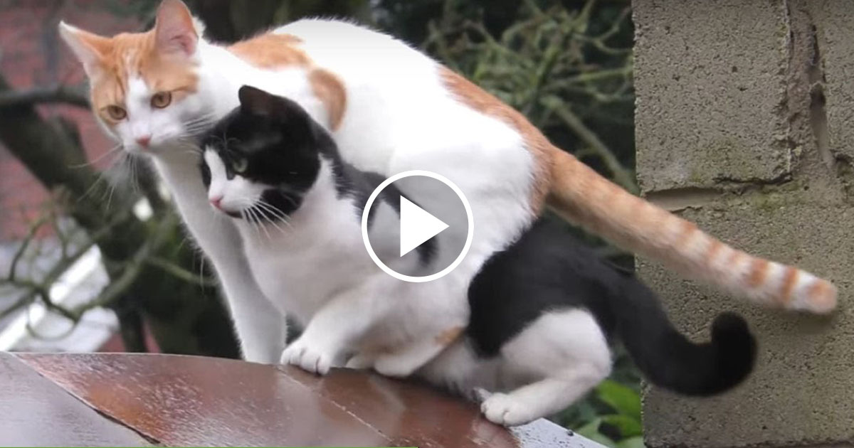 Cats Jump at Same Time and Land on Top of Each Other Catlov