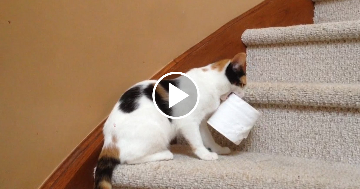 Cats Who Love To Steal Things Catlov