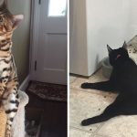 Featured-Cats-WeirdFB