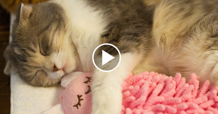 Featured-Cuddly-Kitty-FB