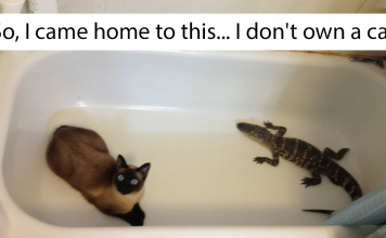 15+ Of The Best “I Don’t Own A Cat” Moments That Have Ever Happened To Humans