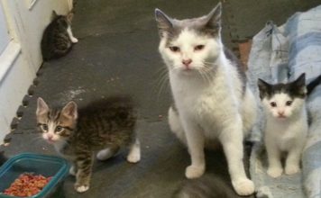 Two Brothers Feed a Scared Feral Cat, Months Later, She Brings Her Babies to Meet Them