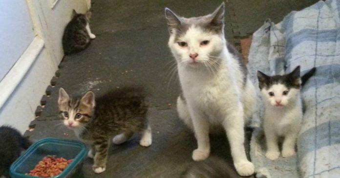 Featured-Feral-Cats-Kittens-FB