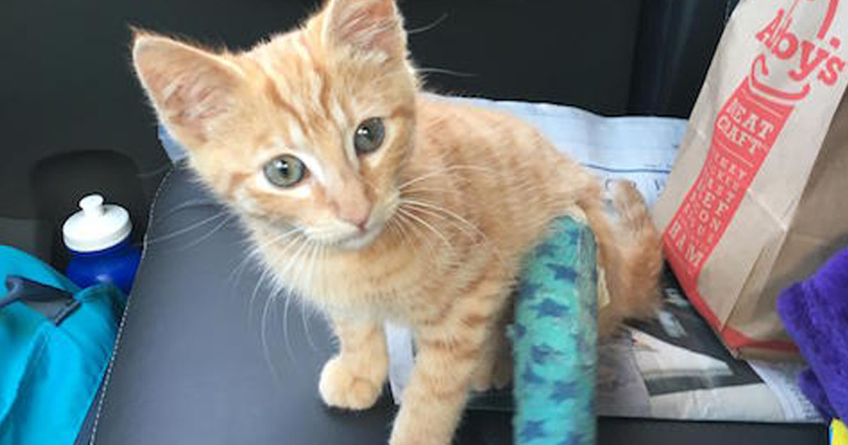 Mama Cat Brings Her Injured Kitten To Couple For Help Catlov