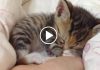 Adorable Little Kittens Sleeping in Hands