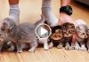 Adorable Kittens Won’t Sit Still For This Picture