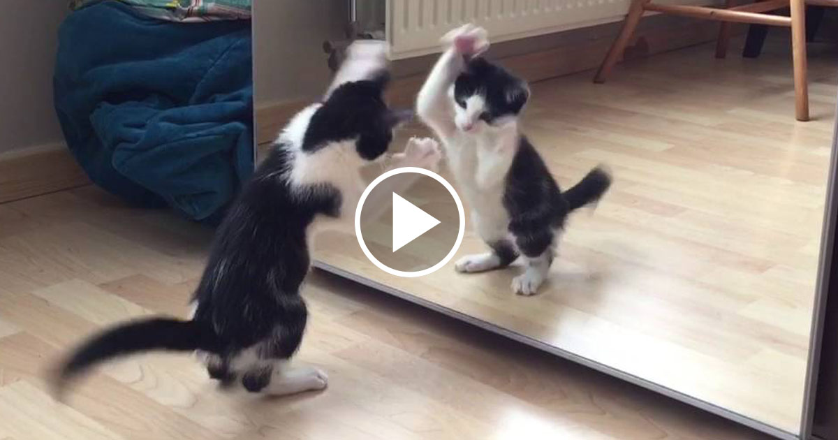 Wiske The Kitten vs The Mirror For The Very First Time! Catlov