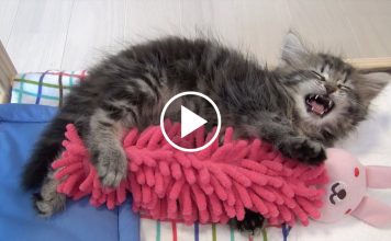 Sleepy Kitten Talks and Hugs With His Bunny