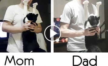 The Love Of A Cat To Mom And Dad, Differences