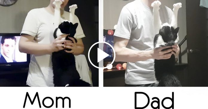 Featured-Love-of-A-Cat-FB