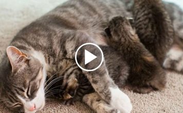 Mother Cat Who Lost Her 3 Kittens Adopts A Motherless Litter