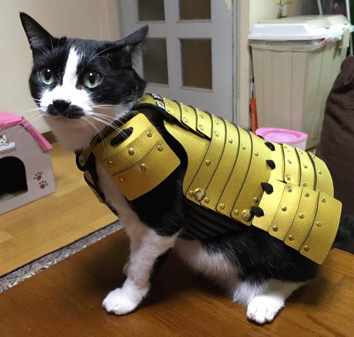 Samurai-Armor-Cats-Dogs-2
