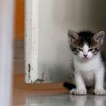 angry-kittens-10