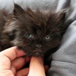 angry-kittens-11