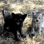 angry-kittens-12