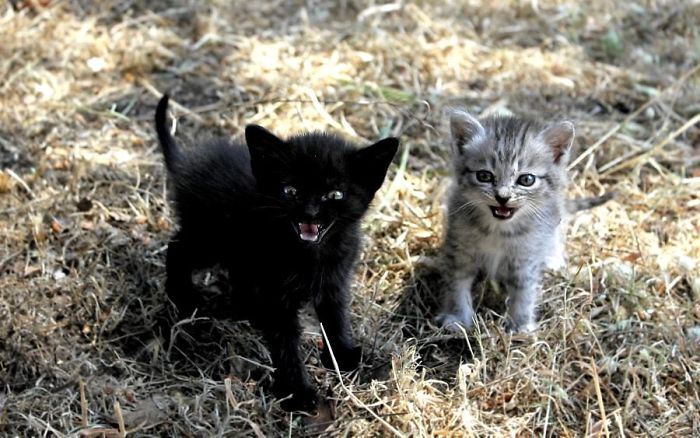 angry-kittens-12