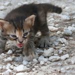 angry-kittens-13