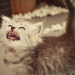 angry-kittens-14