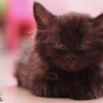 angry-kittens-15