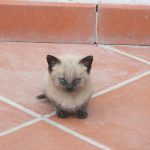 angry-kittens-16