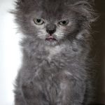 angry-kittens-17