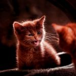 angry-kittens-19