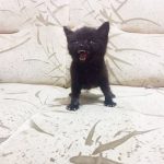 angry-kittens-2