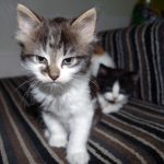 angry-kittens-20