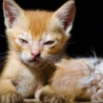 angry-kittens-23