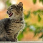 angry-kittens-25