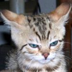 angry-kittens-26