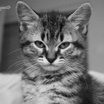 angry-kittens-29