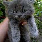 angry-kittens-5