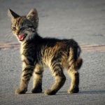 angry-kittens-8